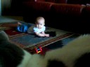 Capri trying to crawl