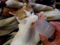 世界のなべあつ みたいなねこ くらら