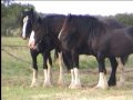 SHIRE PIKEHALL ROYAL DUKE