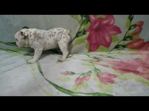 BEAUTIFUL ENGLISH BULLDOG MALE PUP