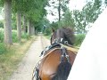Maybel 1e galop voor de wagen