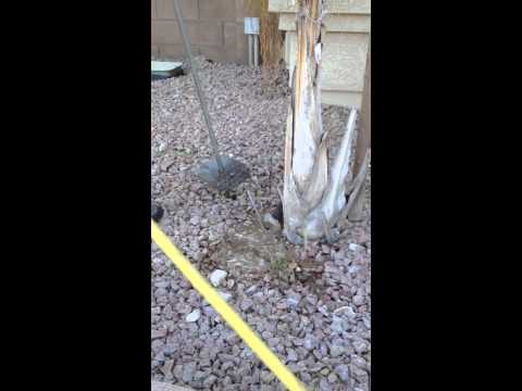 how to fertilize queen palms