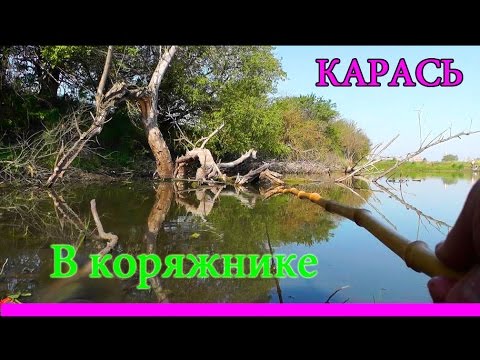 видео о рыбалке на карпа и карася в камыше и коряжнике видео о рыбалке на карпа и карася в камыше и коряжнике