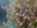 ???????? Mass Of Spiderlings Scattering ???????? Mass Of Spiderlings Scattering