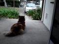 Chip and the Rainy Day Blues
