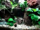 Freshwater Aquarium