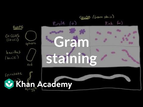 Bacterial Characteristics Gram Staining Video Khan Academy