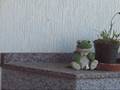 videos de Lenda do NR - Panda Sul Coreano