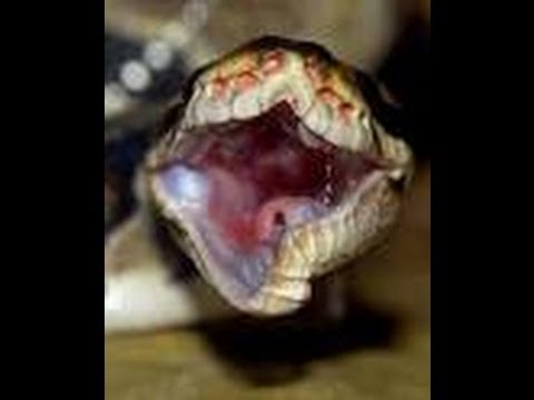YouTube reptile video