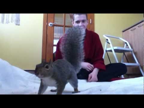 Pet Squirrel?