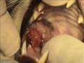 Gingivitis linfoplasmocitaria felina