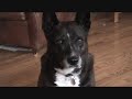 Romeo and Juliet (Animal version) 1