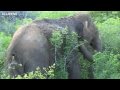 Discover the Small Miracle - Sri Lanka