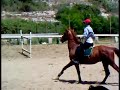 Venicio - Anglo Arabo, sauro, castrone, 2004