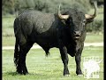 Los toros Mas Fuertes