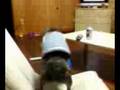 ねぎ動画8