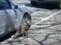 Wild Turkey in Boston ボストンの野生の七面鳥