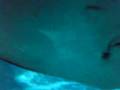 videos de Underwater World 2
