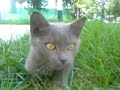 Guerra tra catti certosini