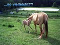 JD Fohlen JD Fohlen
