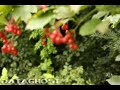 Canon EOS 40D movie mode - outside