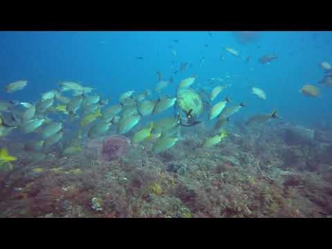 Scuba Diving with Loggerhead Dive Charters Boynton Beach_Búvárkodás