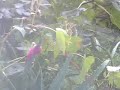 Typhoon FITOW in my garden