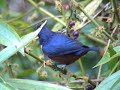 GATURAMO-FERRUGEM Euphonia pectoralis GATURAMO-FERRUGEM Euphonia pectoralis