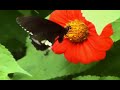 Sound garden- pretty noose Sound garden- pretty noose