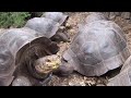 Jeb Corliss in Galapagos
