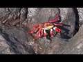 Jeb Corliss in Galapagos