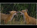Re: Foxes ^^, My Follow Up