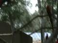 Wild Animal Rescue Project