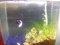 My monster marble koi plakat betta
