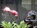 Blood Parrot Dance Blood Parrot Dance