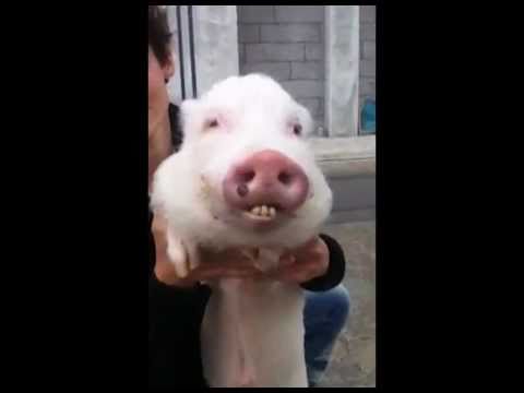 Video anzeigen