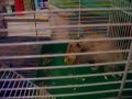 Hamster Briegel und Brot Hamster Briegel und Brot