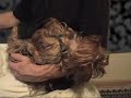 Rock-a-bye Yorkie Rock-a-bye Yorkie