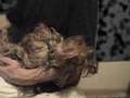 Rock-a-bye-Yorkie