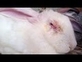 Видео - Миксоматоз у кроликов – лечение, симптомы, вакцинация.