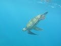 Swimming with Turtles