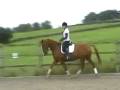 videos de 13 yrs 4 mths 16 hh Chestnut Warmblood Matlock