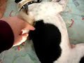 who-said-a-male-dog-can-not-adopt-a-kitten-part-iii.html