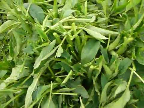 how to fertilize corn organically