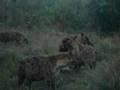 videos de true south african experience