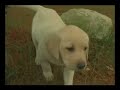 Nauset and Roxy playing Outside Part 1