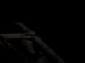 video divertenti: corsa in carriola!!!! LOL XD