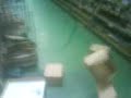 How to pass time at work? Human Bowling/Box Diving