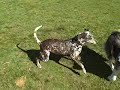 Kearny Dog Park 3