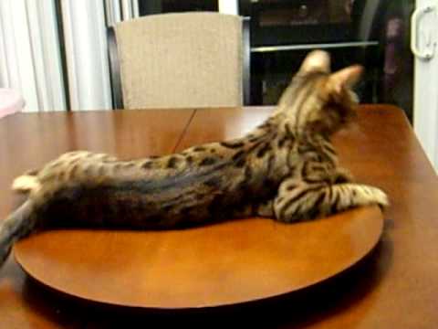 LEOPARD CAT +